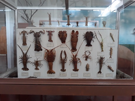 museu maputo 024 460