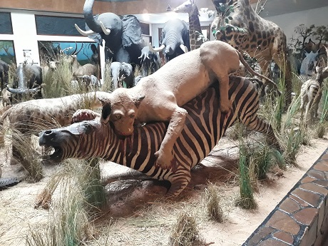 museu maputo 076 460