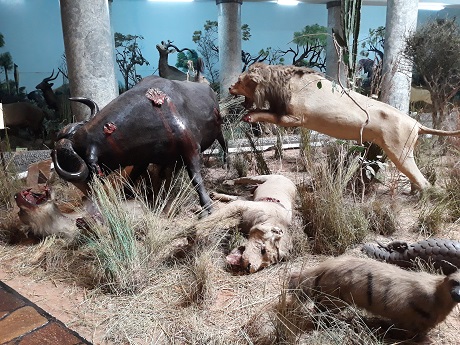 museu maputo 078 460