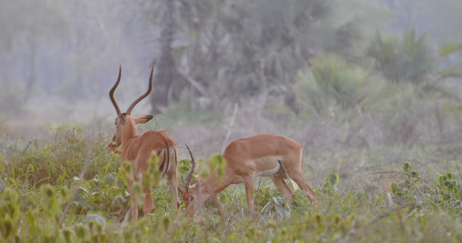 header_001_1920x1000