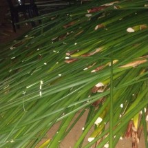 Apanha do Junco