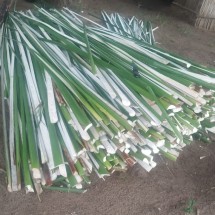 Juncos1